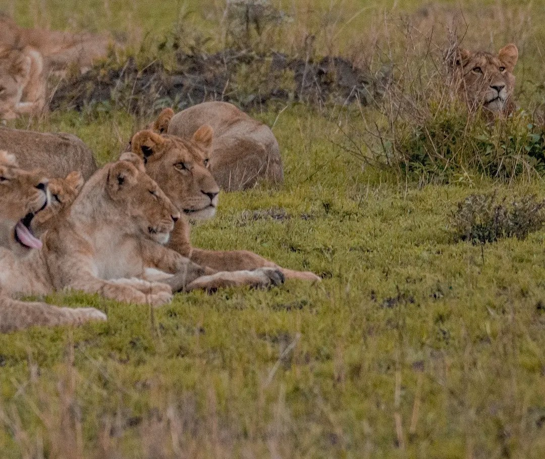 Lion Serengeti National Park Tanzania